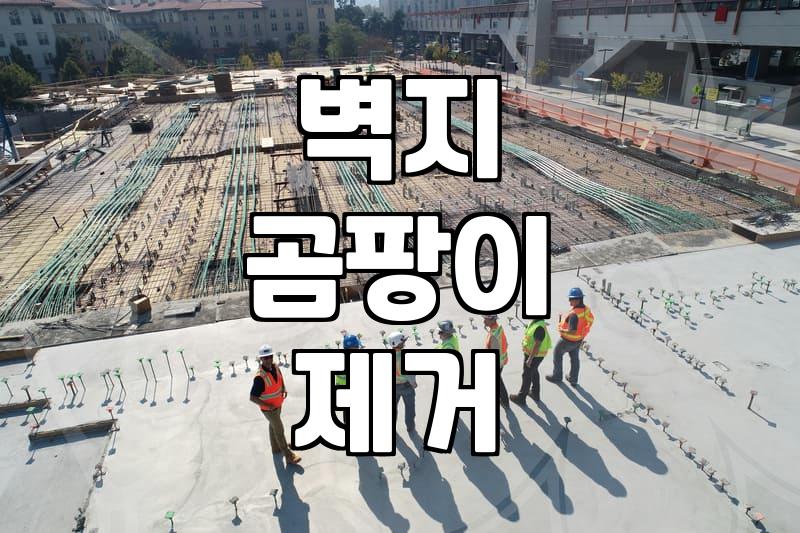 곰팡이 제거 도배 비용 결정하는 요인과 해결 방법